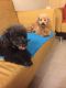Poodle Puppies for sale in Detroit, MI, USA. price: $500