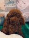 Poodle Puppies for sale in Pondfield Rd, Bronxville, NY 10708, USA. price: NA