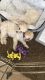 Poodle Puppies for sale in Coachella, CA, USA. price: NA