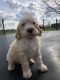 Poodle Puppies for sale in Plain City, OH 43064, USA. price: NA