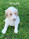 Poodle Puppies for sale in Madison, Nashville, TN 37115, USA. price: $900