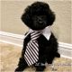 Poodle Puppies for sale in Magnolia, TX, USA. price: NA