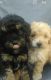 Poodle Puppies for sale in Montgomery, TX, USA. price: NA