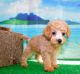 Poodle Puppies for sale in Hammond, IN, USA. price: NA
