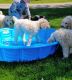 Poodle Puppies for sale in Clark County, WA, USA. price: NA