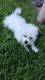 Poodle Puppies for sale in Garland, TX, USA. price: NA