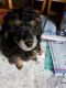 Poodle Puppies for sale in Cookeville, TN, USA. price: NA
