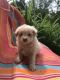 Poodle Puppies for sale in Great Valley, NY 14741, USA. price: NA