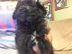 Poodle Puppies for sale in Stafford, VA 22554, USA. price: NA