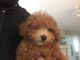 Poodle Puppies for sale in Overland Park, KS, USA. price: $3,500
