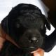Poodle Puppies for sale in Jacksonville, FL, USA. price: NA