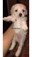 Poodle Puppies for sale in Irving, TX 75060, USA. price: NA