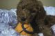 Poodle Puppies for sale in Riverside, CA, USA. price: NA