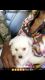 Poodle Puppies for sale in New Orleans, LA, USA. price: NA
