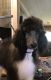 Poodle Puppies for sale in Belton, SC 29627, USA. price: $1,000