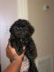 Poodle Puppies for sale in Hampton, GA 30228, USA. price: NA
