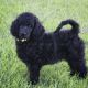 Poodle Puppies for sale in Monett, MO, USA. price: $950