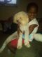 Poodle Puppies for sale in 1000 Greens Rd, Houston, TX 77060, USA. price: NA