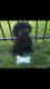Poodle Puppies for sale in Bolingbrook, IL, USA. price: NA