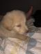 Poodle Puppies for sale in Athens, AL 35614, USA. price: NA