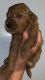 Poodle Puppies for sale in Almo, KY, USA. price: $800