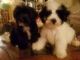 Poodle Puppies for sale in 362 Highland Ave, Clifton, NJ 07011, USA. price: NA
