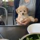 Poodle Puppies for sale in Carlsbad, CA, USA. price: $2,500