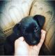 Poodle Puppies for sale in Oakley, CA 94561, USA. price: NA