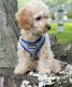 Poodle Puppies for sale in Branford, CT, USA. price: $1,000