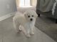 Poodle Puppies for sale in American Fork, UT 84003, USA. price: NA