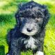 Poodle Puppies for sale in Oakley, ID 83346, USA. price: NA