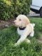 Poodle Puppies for sale in Vancouver, WA, USA. price: NA