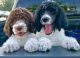 Poodle Puppies for sale in North Wilkesboro, NC 28659, USA. price: NA