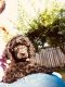 Poodle Puppies for sale in Yelm, WA, USA. price: NA