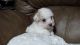 Poodle Puppies for sale in Saucier, MS 39574, USA. price: $450