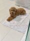 Poodle Puppies for sale in Hollywood, Los Angeles, CA, USA. price: NA