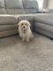 Poodle Puppies for sale in Edwardsville, IL, USA. price: $600