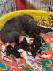 Poodle Puppies for sale in Owensville, MO 65066, USA. price: NA