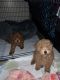 Poodle Puppies for sale in Baltimore, MD, USA. price: $500