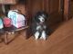 Poodle Puppies for sale in Cookeville, TN, USA. price: $400