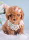 Poodle Puppies for sale in 1310 Graham Trace Ln, League City, TX 77573, USA. price: NA