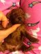 Poodle Puppies for sale in Irvine, CA, USA. price: NA