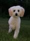 Poodle Puppies for sale in Stony Point, NY 10980, USA. price: $875