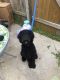 Poodle Puppies for sale in Killeen, TX, USA. price: NA