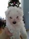 Poodle Puppies for sale in Des Plaines, IL, USA. price: NA