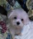 Poodle Puppies for sale in Fischer, TX 78623, USA. price: NA