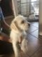 Poodle Puppies for sale in 6640 E Wrigley Way, Tucson, AZ 85756, USA. price: $100