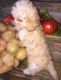 Poodle Puppies for sale in Manchester, TN 37355, USA. price: $550
