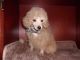 Poodle Puppies for sale in Fruitland, MD, USA. price: NA