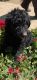 Poodle Puppies for sale in Monterey, CA, USA. price: NA